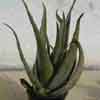 Aloe Vera 6 a&ntilde;os, para enfermedades de la piel y ulceras internas digestivas o bucales, clona con la edad