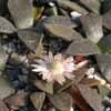 Genero Aloinopsis cercanas a titanopsis. Familia AIZO&Aacute;CEAEAgrupaci&oacute;n subfamilias: Aizoaceae, Sesuviaceae, Tetragoniaceae y Mesembryanthemaceae ( = Aizooideae, Mesembryanthemoideae, Sesuvioideae, Tetragonioideae) de hierbas suculentas (con fotos&iacute;ntesis C4 o metabolismo CAM.)