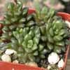 Familia Portulacaceas, 20 g&eacute;neros 530 especies: Calandrinia (150), Portulaca (100) y Talinum (50)...