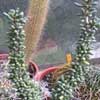 G&eacute;nero Ceraria, Fa. Portulacaceae, Subclase Caryophyllidae, Orden Caryophyllales.