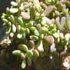 G&eacute;nero Ceraria, Fa. PORTULAC&Aacute;CEAS 