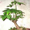  Fa. BOMBACACEAS, Brasil, Argentina. El cambio de nombre cient&iacute;fico de esta especie, de Chorisia speciosa por el de Ceiba speciosa. Palo Borracho apreciado bonsai de Caudex (caudiciformis)