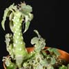 Genero Dorstenia. Fa. Moraceas. Temperaturas minimas de 8&ordm; C, origen Kenia Africa Oeste y sur
