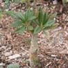  Familia Moraceae, antes foetida, temp, minima de 12&ordm; C. Origen Somalia, Kenya 