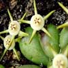  ASCLEPIAD&Aacute;CEAS (Asclepliadaceae) Clase Magnoliopsida (Dicotiled&oacute;n eas), subclase Asteridae. Orden Gentianales.