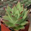 Echeveria, Crasul&aacute;ceas (Crassulaceae)Clase Magnoliopsida, Subclase Rosidae, Orden Rosales. Muchas son anuales o pierde las ramas todos los a&ntilde;os.