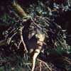 Fa. Cucurbitaceas