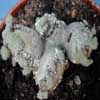 Familla Geraniaceas, Namibia, 5&ordm; C T. minima. Origen Africa del sur 
