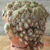 Las monta&ntilde;as y frio son para las Sempervivum y Jovibarba, que prefieren rocas y grietas de laderas.