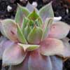 Los ambientes monta&ntilde;as son para el g&eacute;nero Sempervivum