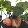  Fa. Menispermaceae. Stephania sp. toxica, prohibida a la venta.