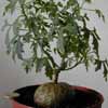 Fa. Cucurbitaceae, temp. minima 5� C, Madagascar