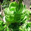 Genero Aeonium, Familia Crassulaceae, abarca especies peque&ntilde;as t&iacute;picas de ambientes extremos muy &aacute;ridos y muy fr&iacute;os, con fisiolog&iacute;a del hielo.
