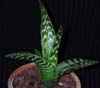  Origen Sud y sudoeste de Africa. Lilidae, Familia Asphodelaceae: 3 g&eacute;neros muy suculentos.