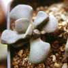 Familia AIZO&Aacute;CEAS, subfamilia Mesembryanthemaceae. Clase Magnoliopsida, subclase Caryophyllidae, orden Caryophyllales. Especies: acuta, loganii, luckhoffii, malherbei, rosulata, rubrolineata. schooneesii, spathulata 