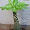 Familia Campanulaceae, limite del caudex mas bonsai que caudiformis (Suculentas). No teme el fr&iacute;o y soporta las temperaturas m&iacute;mas muy r&iacute;gidas.se desarrolla como un arbusto
