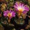 Aizoaceas Agrupaci&oacute;n subfamilias: Aizoaceae, Sesuviaceae, Tetragoniaceae y Mesembryanthemaceae, 2.600 taxones de origen Sud&aacute;frica 