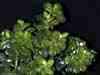 Clase Magnoliopsida, Subclase Rosidae, Orden Rosales,