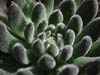 Clase Magnoliopsida, Subclase Rosidae, Orden Rosales.Familia de matas o arbustos decumbentes, cespitosos, xeromorfas