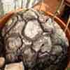  Testudiaria elephantipes, Caudex, Bola de madera y corchoClase Liliopsida, Subclase Liliidae. Familia de perennes, fruta t&oacute;xica, racimo. Sud Africa