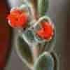 Flores hermafroditas, cimosas, en inflorescencias o aisladas, de cinco p&eacute;talos que pueden estar libres (Sedum) o soldados (Umbilicus). Androceo de estambres desarrollados en secuencia centr&iacute;peta (excepto Punic&aacute;ceas), la polinizaci&oacute;n en general entom&oacute;gama.