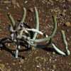 Familia Euforbias: m&aacute;s de 300 g&eacute;neros y 7.500 especies.