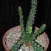 (Dicotiled&oacute;neas) Clase Magnoliopsida, Subclase Rosidae, Orden Euphorbiales,