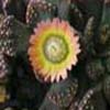 Faucaria, Subgenero titanopsis, Son la subfamilia Mesembryanthemum, y 122 g&eacute;neros a aglomerar en tribus o subfamilias nuevas, (otros dicen 250 g&eacute;neros) 1.520 especies, 2.600 taxones o variedades de origen Sud&aacute;frica pero esta esparcida por todo el mundo esta tendr&iacute;a 6 subgeneros, (780) especies. 