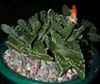 Familia Aizoacea, Fruto en c&aacute;psula (loculicida) o envuelta en c&aacute;liz persistente y con higrocasia (dispersi&oacute;n por gotas de lluvia).los generos Conophytum (250), Lithops o cactus piedra (50), Aizoon (45). 