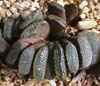 Orden liliales y familia asphodelaceae. plantas herbaceas perennes, rosetas de muchos a&ntilde;os, con verrugosidades blancas (H. fasciata) o translucido (H. cooperii).