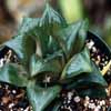 Herb&aacute;ceo, sin crecimiento secundario
