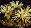 cactus piedra, Orden Caryophyllales, subfamiliaMesembryanthemaceae subfamilia tiene 6 g&eacute;neros, 480 especies, mas de 1.380 variedades