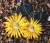 Lithops Fa. Aizoaceas, Subfamilia Mesembryanthemaceae con 6 g&eacute;neros, Fa. Aizoaceas 3 subfamilias: Aizoaceae, Sesuviaceae, Tetragoniaceae