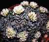 Mesembryanthemopsis, Crassulacea (parecida a messembr. (Aizo.), Los petalos pueden estar libres (Sedum) o soldados (Umbilicus). La polinizaci&oacute;n entom&oacute;gama. Frutas crasul&aacute;ceos, es un fol&iacute;culo, en c&aacute;psula o baya.