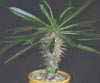 precactus, arbol muy apreciado
