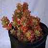 Crassulaceas 12 g&eacute;neros, 2.800 especies. El g&eacute;nero m�s grande es Sedum, especies peque�as t&iacute;picas de ambientes extremos muy &aacute;ridos y muy fr&iacute;os, con fisiolog&iacute;a del hielo. 