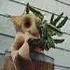  Stapelia de 75- 100 especies. Asclepiaceas existen son hierbas, arbustos trepadores, (lianas) raro arbustos erectos o &aacute;rboles o hierbas erectas normal suculentas con hojas muy reducidas (Caralluma), con l&aacute;tex variados.