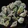 Aizoaceae, mesembriantemaceae, subgenero Faucaria, tronco fotoclor�fico en &Aacute;frica, algunas en Arabia, India, Islas Canarias y otras regiones c&aacute;lidas del globo.