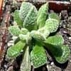  Hojas simples, suculentas y sin est&iacute;pulas, multiformes, alternas u opuestas, herb&aacute;ceas o subfruticosas (subfruescentes) o en espiral. 
