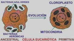  Endo Simbionte: la vida pluricelular nacio`de la endosimbiosis de varias especies de bacterias y celulas Eucariotas. Los seres vivos evolucionan y mutan constantemente, en el transcurso de su vida. El cancer es una mutacion unicelular segura en el tiempo.