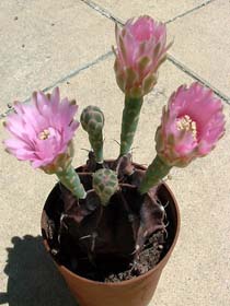 Genero Gymnocalycium, muy floridos, mas o menos violaceo de extremo Sol.