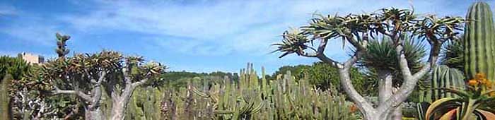 Jard&iacute;n de S'Avall (Isla de Mallorca) de conocida familia mallorquina, poseen una colecci&oacute;n de cactus y suculentas espectacular. Importante: las horas de Sol y la alimentaci&oacute;n determinan cambios en el aspecto de piel, color, tama�o, espinacion, determinan su imagen a tener en cuenta al identificar.