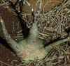 Familia APOCYNACEAS. T&iacute;pico y variado tronco de caudex de arbol del desierto Africano