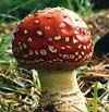 seta amanita muscaria matamoscas, no enteogena, si es ligeramente t�xica, no se debe comer
