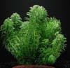 planta acuatica