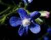 http://www.botanical-online.com/