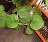 Enredadera tropical