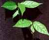 Ayahuasca