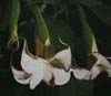 Arbol de datura o floripondio n jardinria vulnera la voluntad o consciencia, enteogena de la verdad, toxica