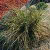 Familia Agavaceas. Flores hermafroditas, bisexuales, enteras, ovario &iacute;nfero en pan&iacute;culas terminales. Hay 18 generos, 650 especies. Agave (300), Dracaena (80), Sanseviera (50), Yucca (35), Nolina (30).
